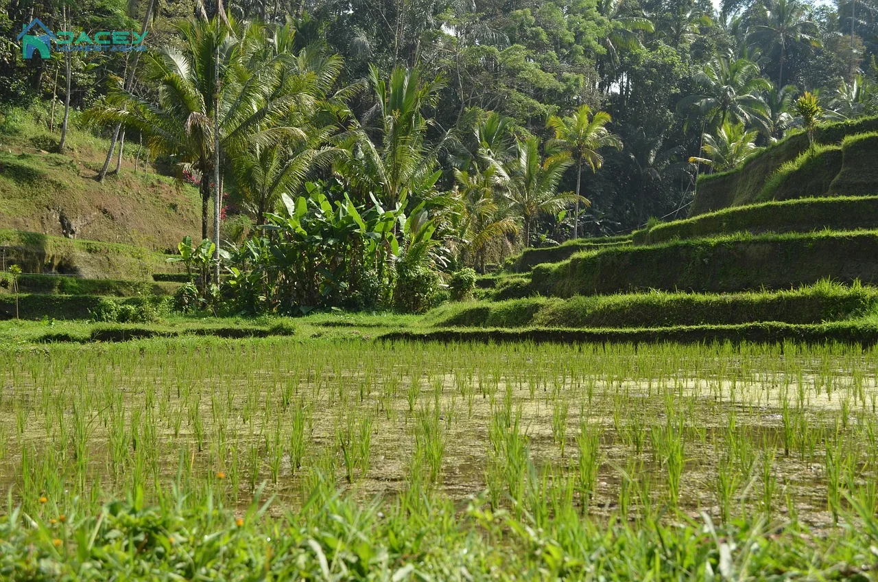 Cảnh quan tuyệt đẹp của Bali, Indonesia, với bãi biển cát trắng và cây xanh tươi tốt.