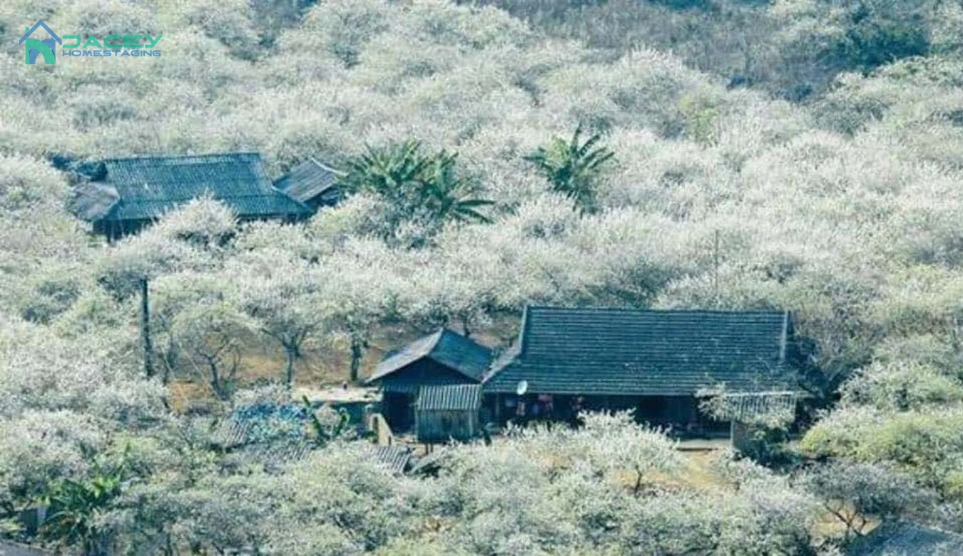 Cánh đồng hoa tam giác mạch rực rỡ sắc tím trên cung đường vàng du lịch Tây Bắc.